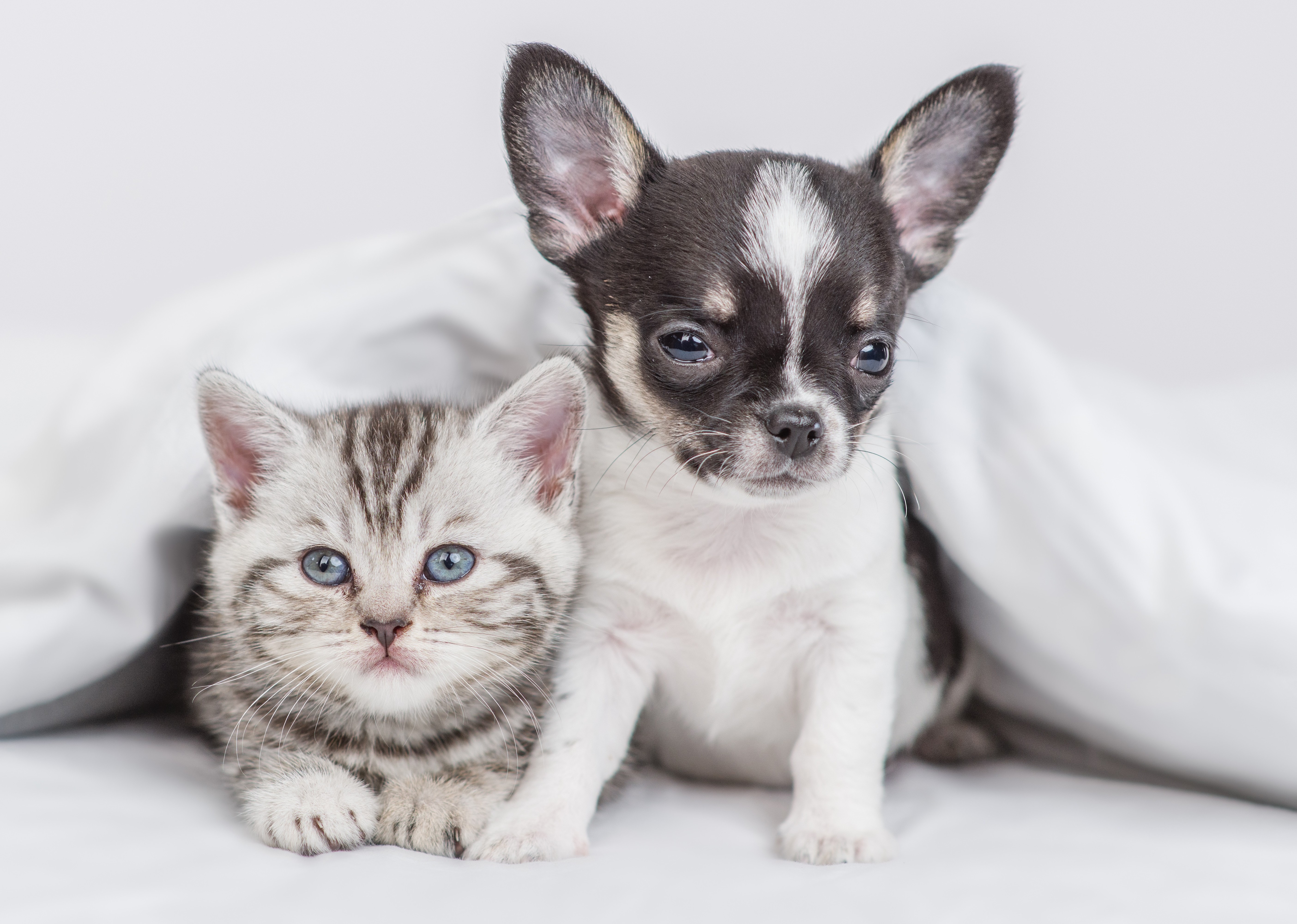 嬉しいペット飼育相談可能